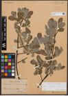 Foto von Salix cinerea L.